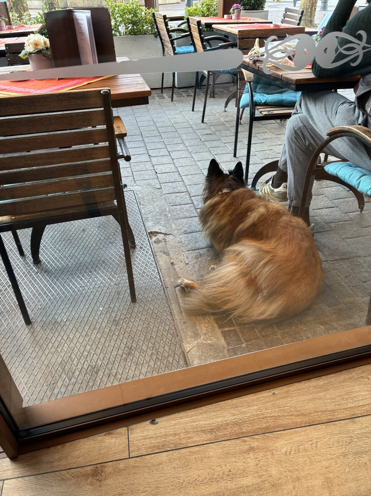 ルクセンブルクカフェFrench Café Hotel テラス席でお利口にしている
ベルジアン・タービュレン